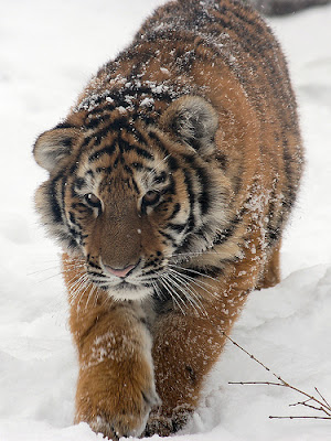 Siberian tiger in the snow