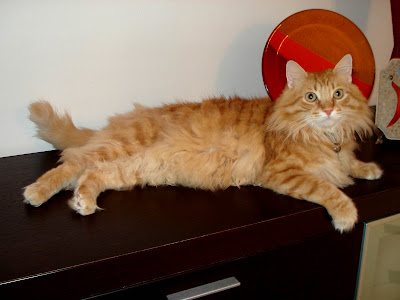 Gatito a moggie or Norwegian Forest cat or a Siberian cat