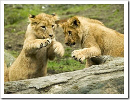 lion cubs at play at Knowsley Safari Park - photo by rofanator