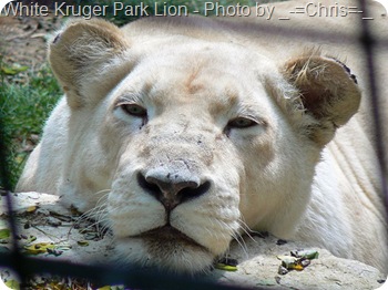 white Kruger park lion white Kruger park lion