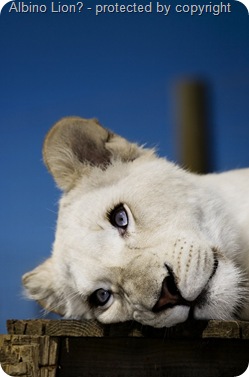 albino-female-lion