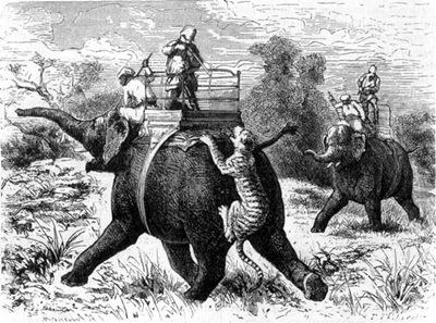 stories of tiger hunting 1