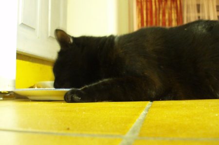 three legged cat Charlie eating while lying down