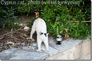 cyprus cat looking like a Turkish Van cat