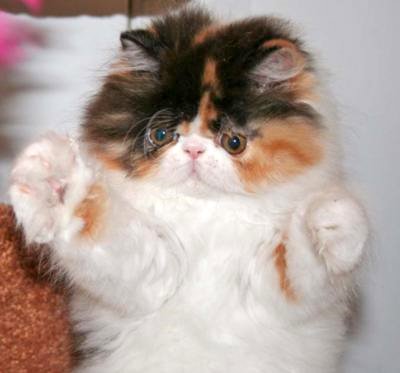 Calico Persian Cat Twinkle
