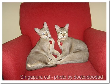 singapura-cat
