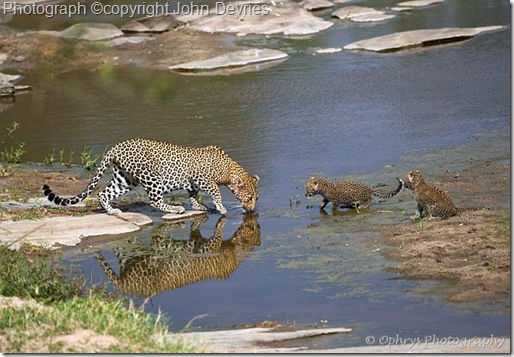 leopard picture of leopard a water with cubs drinking