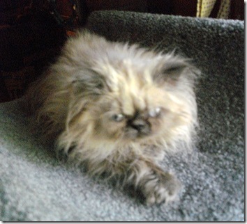 miniature himalayan cat