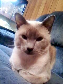 Traditional Siamese cat on a bed