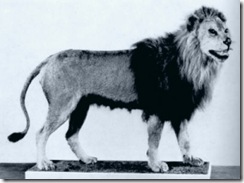 barbary lion 1