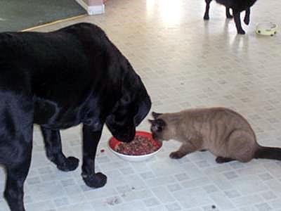 cat and dog eating from the same bowl