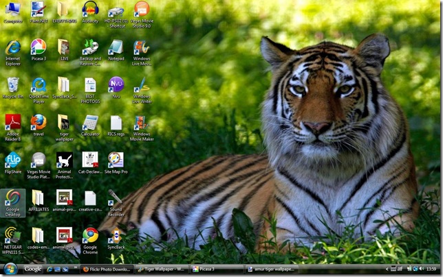 amur tiger wallpaper 2