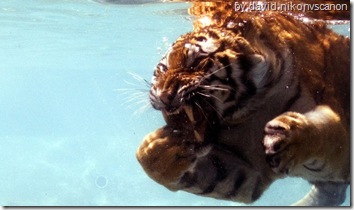 tiger wallpaper a tiger swimming under water