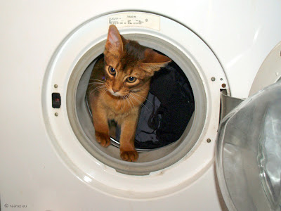 Somali cat coming out of a washing machine