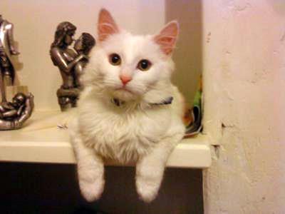 Looks like a white Turkish Angora cat