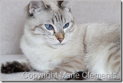 Color Point Lynx Applehead Siamese cat