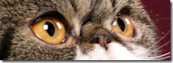 Orange cat eyes