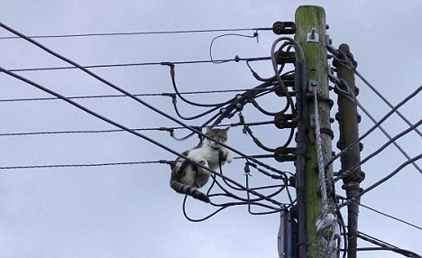 [cattrappeduppowercables4.jpg]