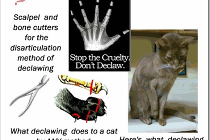 can you declaw a cat yourself