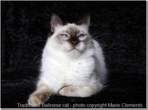 Traditional Balinese cat