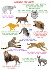 amazing-cat-facts-for-kids