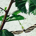 Zebra Longwing