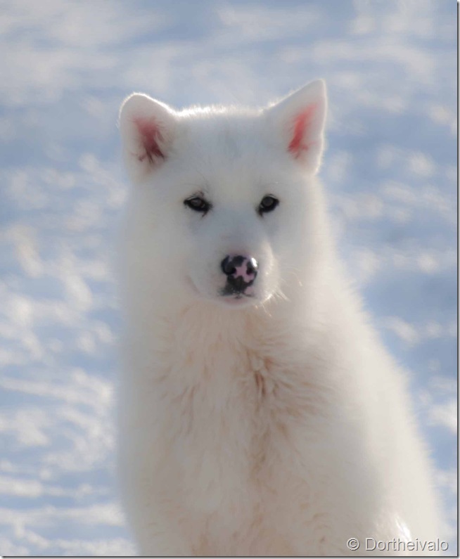 hvidhund