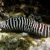 Zebra Moray Eel