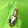 Ravenous Leaf Beetle