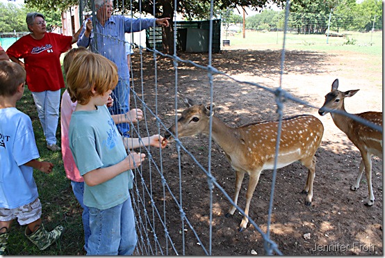deerfeeding