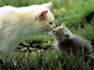 [beso de gatos (5)[2].jpg]