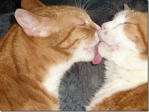 beso de gatos (6)