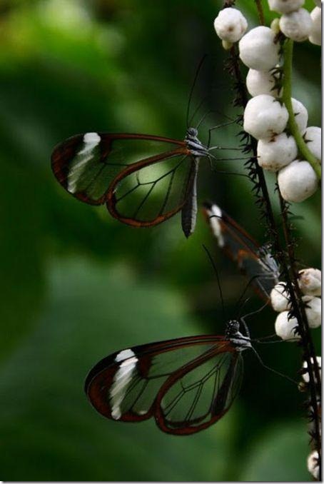 mariposa transparente blogdeimagenes-com (2)