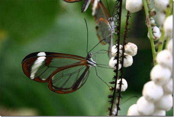 mariposa transparente blogdeimagenes-com (3)