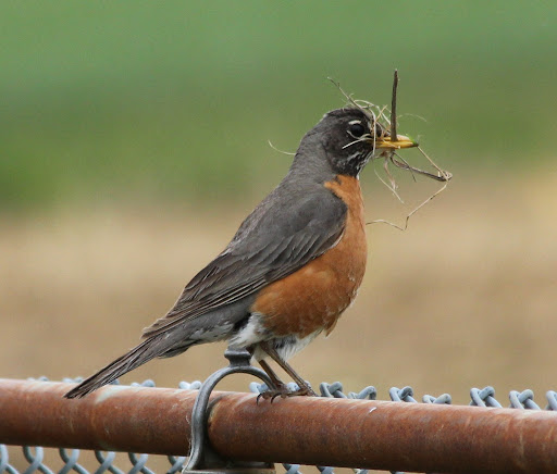 IMG_1981crop.JPG