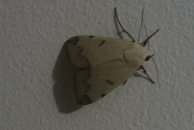 [Moth[3].jpg]