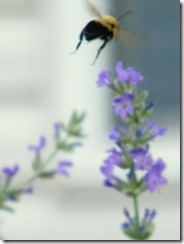 2010_0616bees0015
