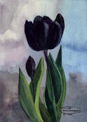 [f28-black-tulip[7].jpg]