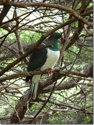 A Keru/Wood Pigeon