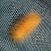 Yellow Wooly Bear caterpillar