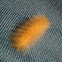 Yellow Wooly Bear caterpillar