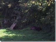 2010.09.04-026 tapir