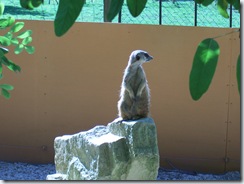 2010.09.04-033 suricate