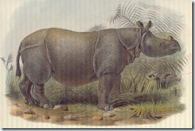 Rhinoceros sondaicus inermis
