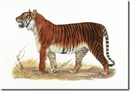 tigre de Bali