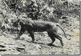 tigre de Java