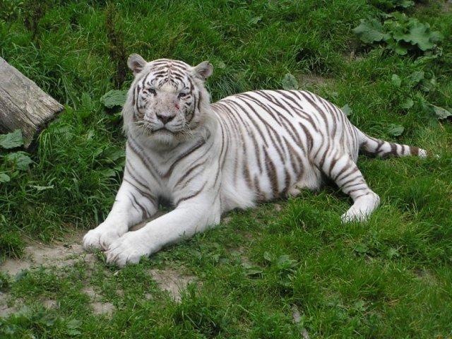 [tigre blanc[2].jpg]
