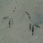 Osprey Tracks