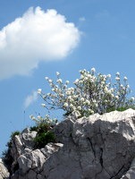 Cvetje vrh Sabotina
