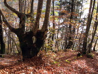 Drevo na sopotju nemarkirane poti z markirano